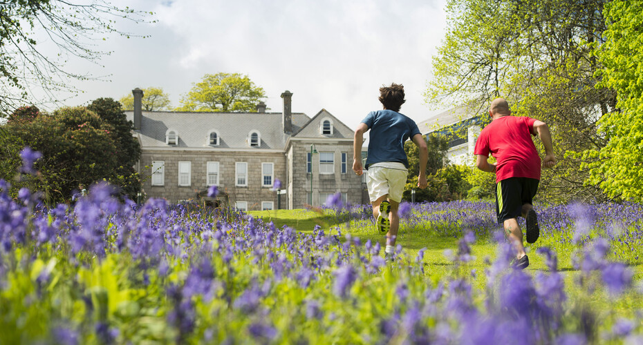 Bluebells outside Tremough House