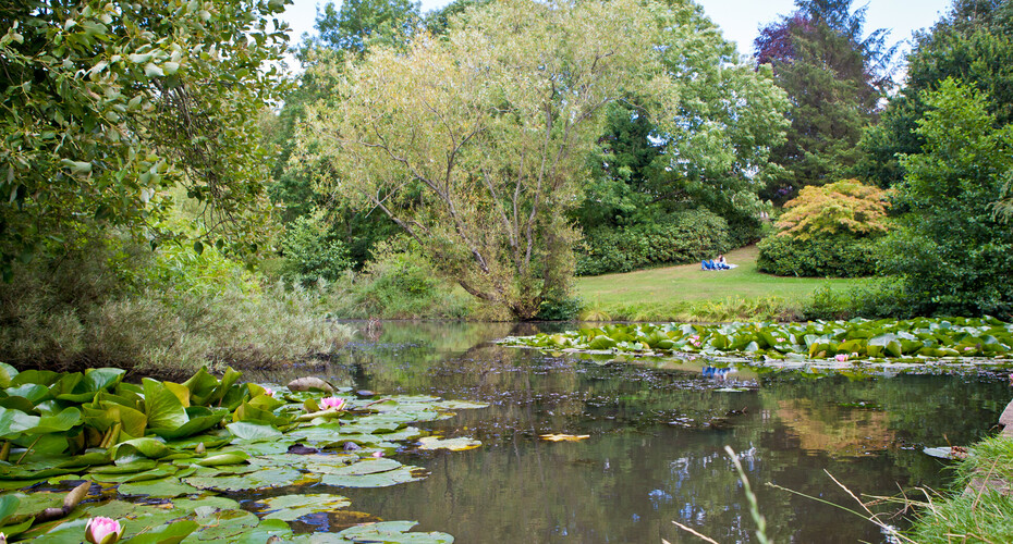 Streatham Campus pond with lilys