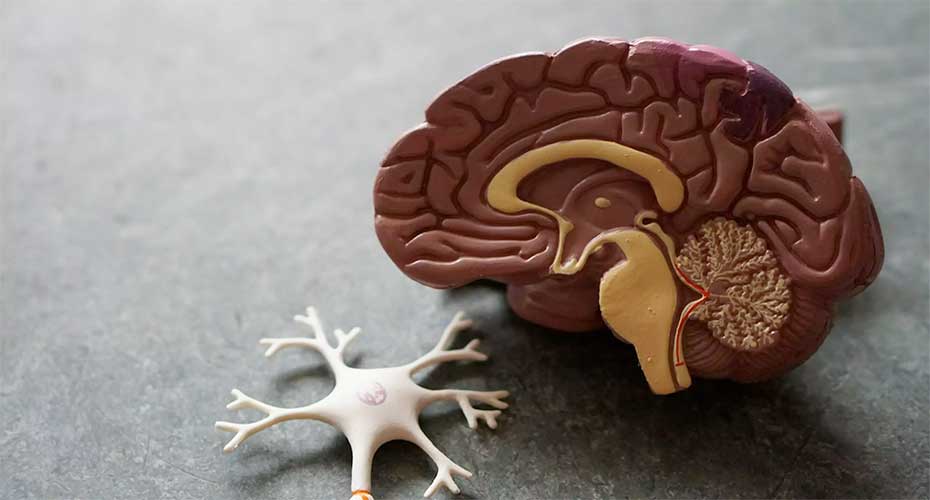 Model of Brain