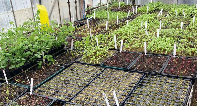 Carousel Kitchen Garden 2