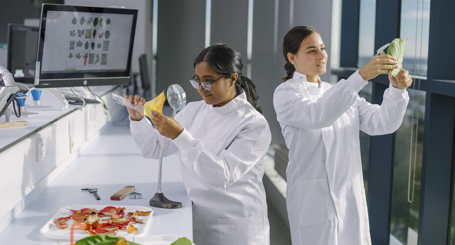 Two postgraduate students examining leaves in a lab