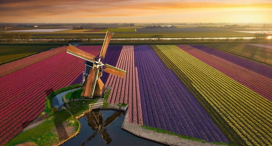 Tulip fields