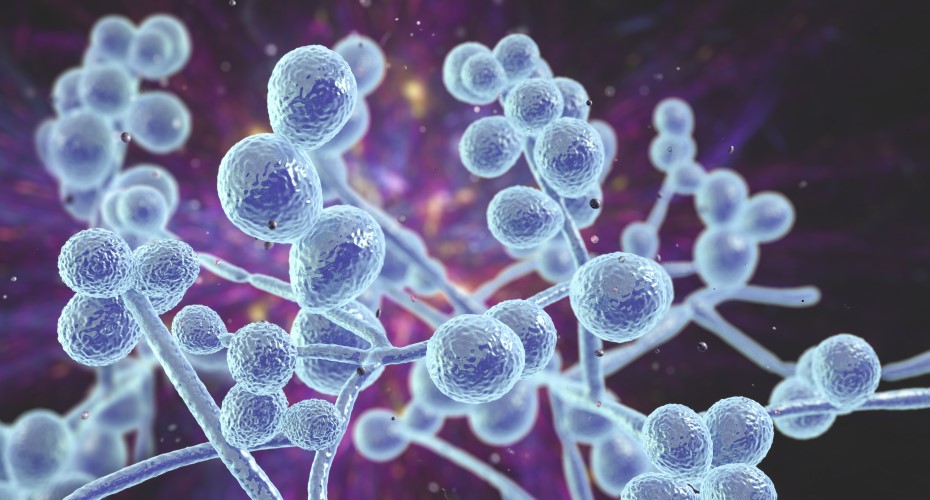 Computer illustration of Candida fungi (yeast)