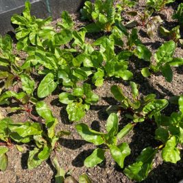 Highlight 267 KG May