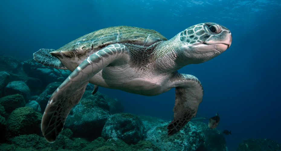 Turtle swimming underwater in the sea.
