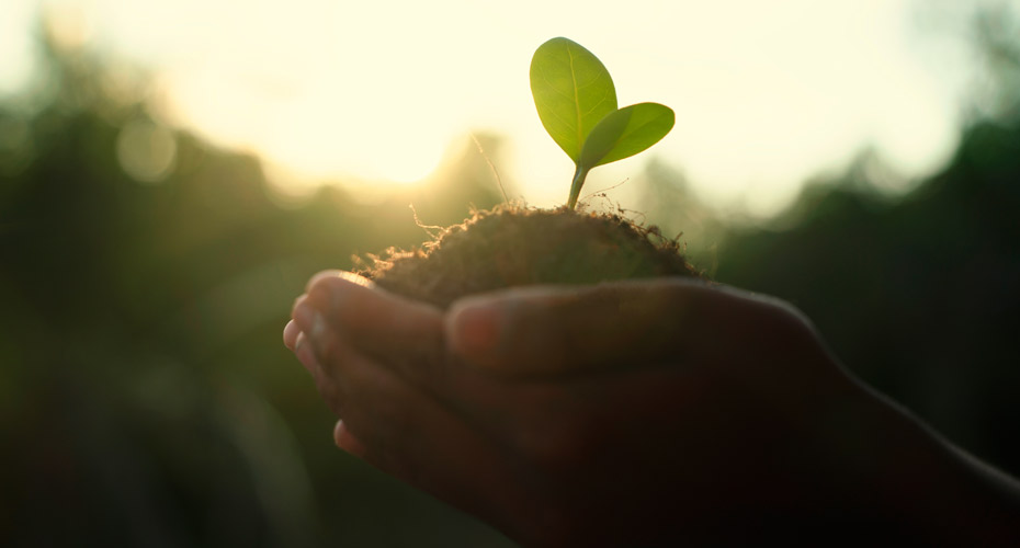 Close up of hands holding a new plant shoot