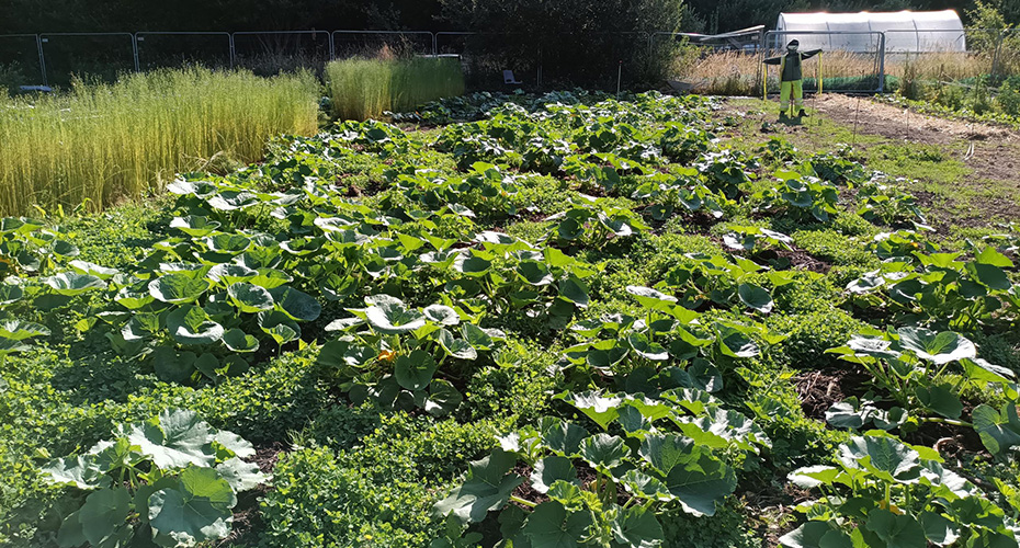 Squash plants and clover growing in the University of Exeter Kitchen Garden