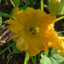 A close up of a squash plant flower