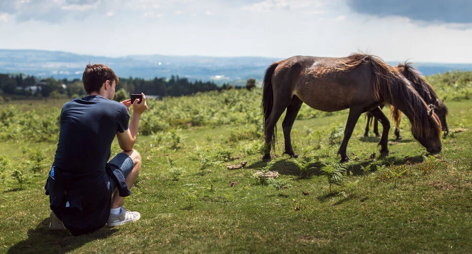 A student photographing a wild pony on Dartmoor