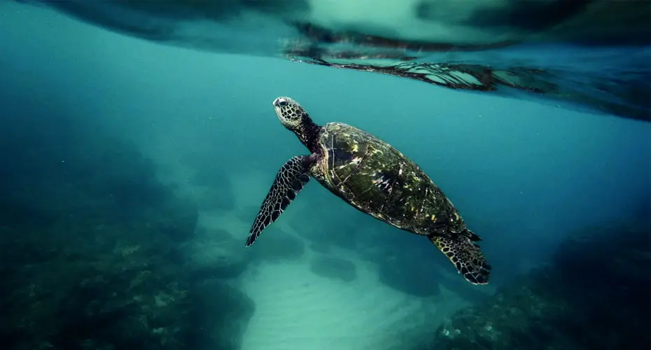 Turtle in ocean
