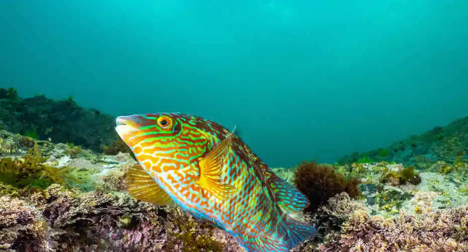 A corkwing wrasse swimming over some coral