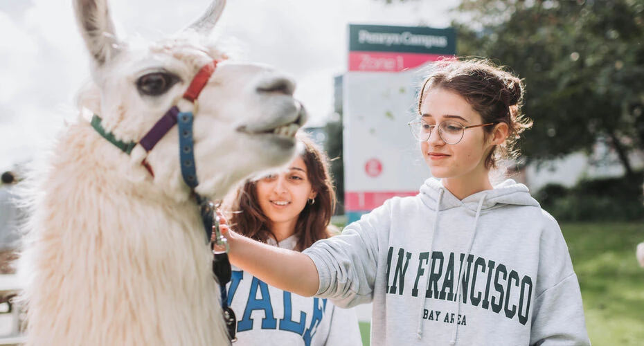 Students stroking a llama on campus