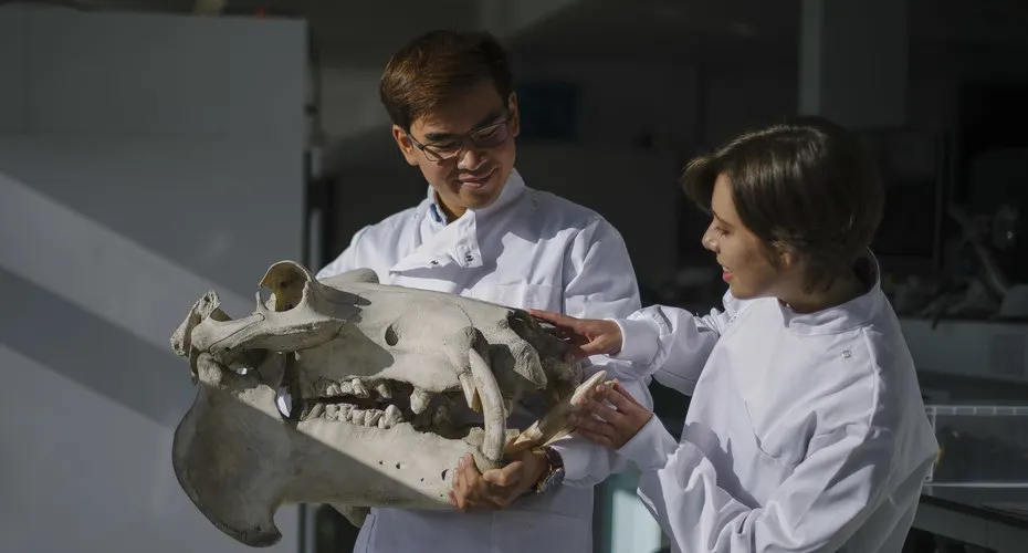 Animal behaviour students looking at an animal skull