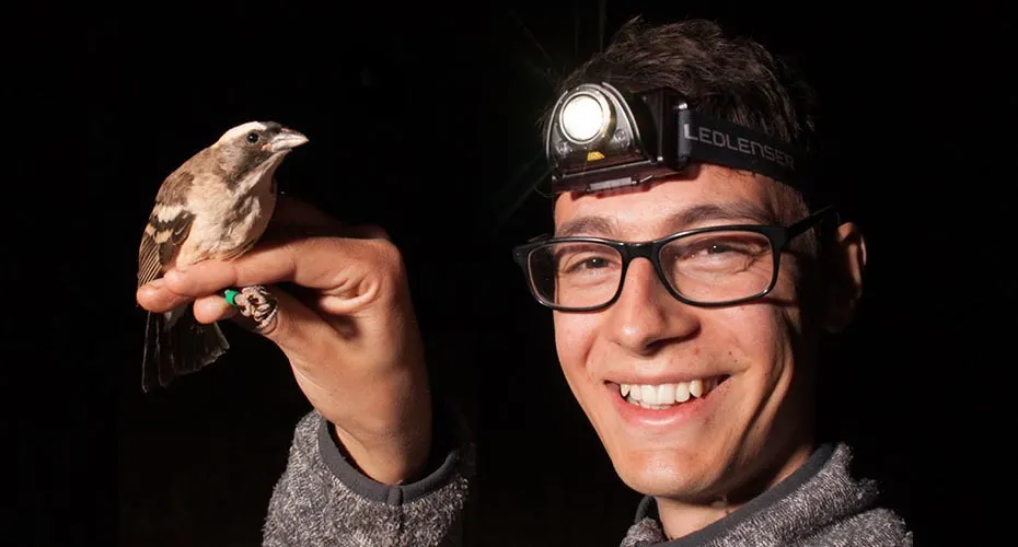 A researcher wearing a headtorch smiles at the camera sparrow-weaver bird is perched on his hand.