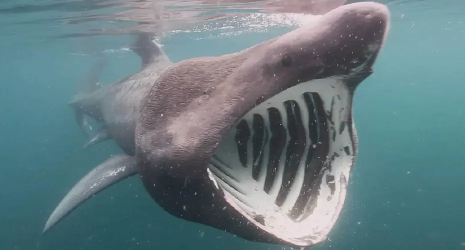 A basking shark opening its mouth wide.