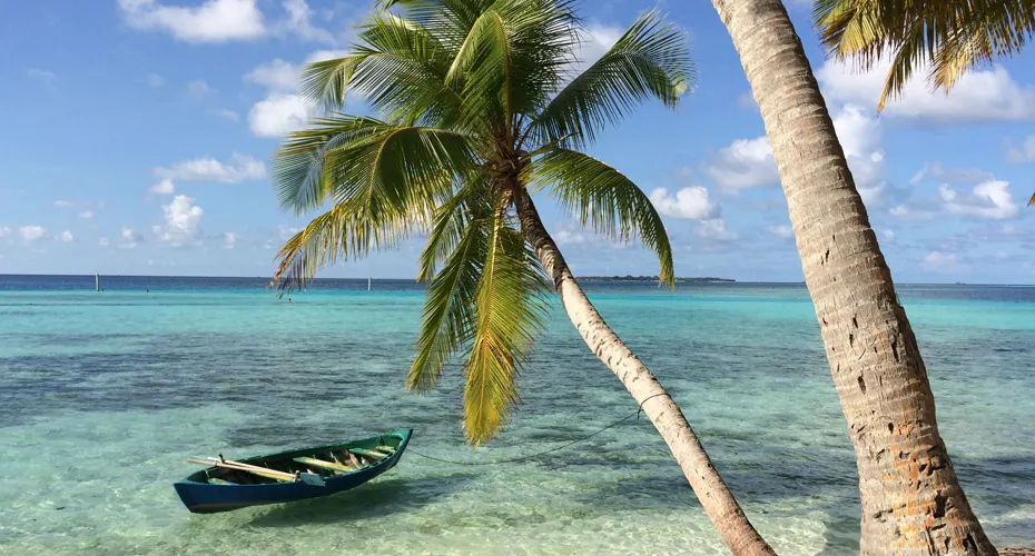 A boat floating in shallow water, beneath a palm tree.