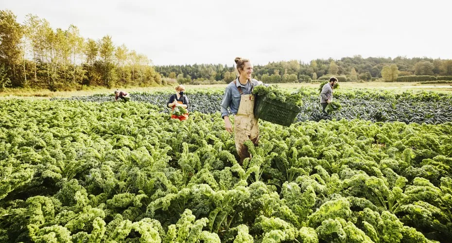 A team of people engaged in farming activities among rows of fresh vegetables in a sunny field.