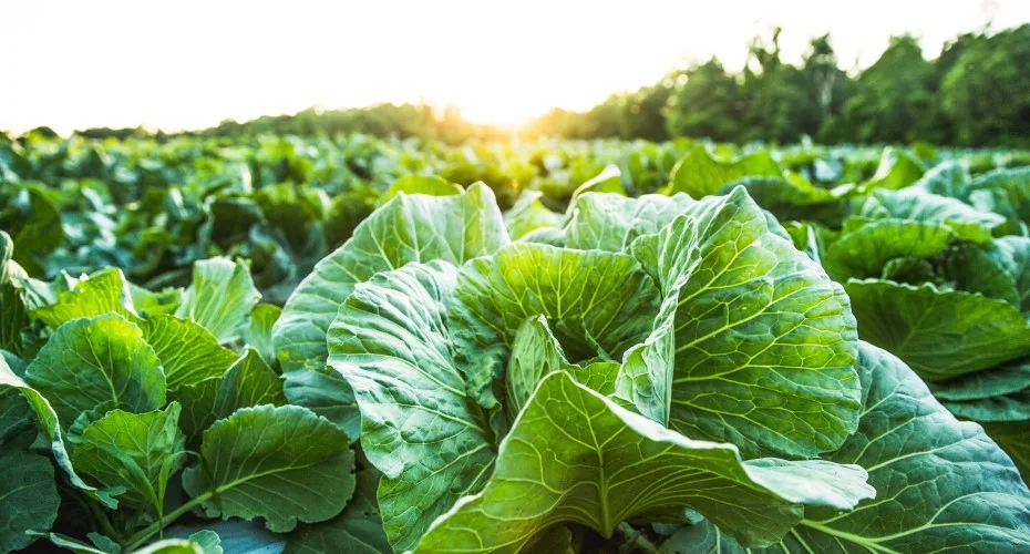 Cabbage plants in a field illuminated by a warm sunset, casting long shadows across the vibrant green leaves.