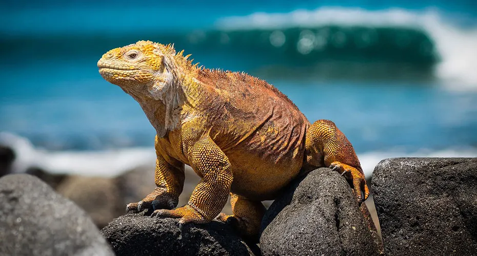 Iguana on a rock.